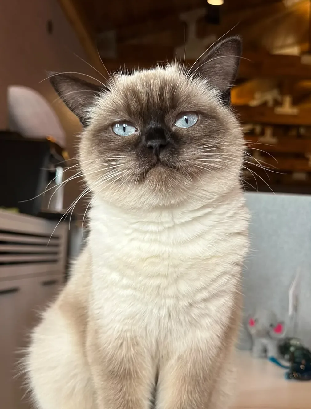 Siyami
